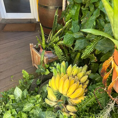 Pensionat Bela Vigia 4