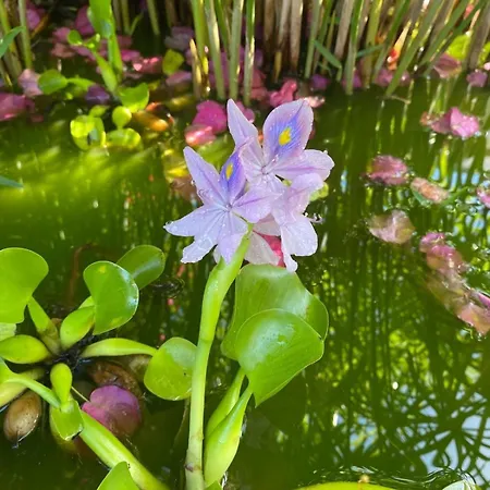 Pensionat Bela Vigia 4