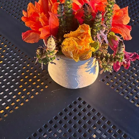 Pensionat Bela Vigia 4 Jardim do Mar