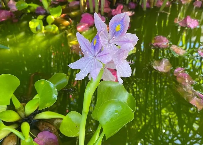 ゲストハウス Bela Vigia 4