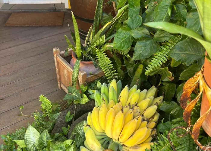 게스트하우스 Bela Vigia 4